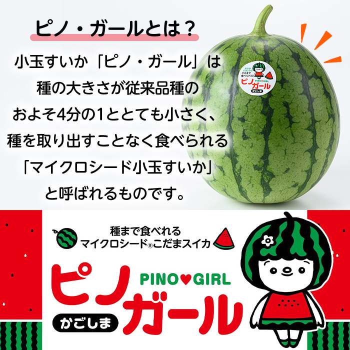 ã0165005aãã2026幎5æä»¥éçºéãå°çãããã»ããã»ã¬ãŒã«(2çã»èš4kg以äž) æç© æå® ãã«ãŒã ã¹ã€ã« ããã¬ãŒã« æ°ééå® æééå®ãå®®å
蟲åã