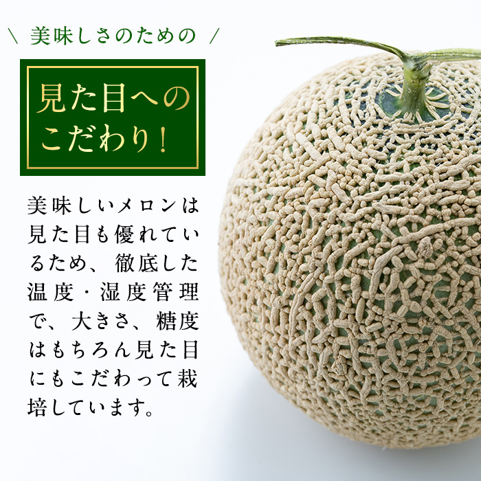 【0281113a-M】＜母の日ギフト・数量限定＞高級アールスメロン(大玉2玉・計3.4kg以上、カーネーション(造花)付) メロン フルーツ 果物 果実 3キロ 数量限定 期間限定 贈答 贈り物 母の日【マル福園芸組合】