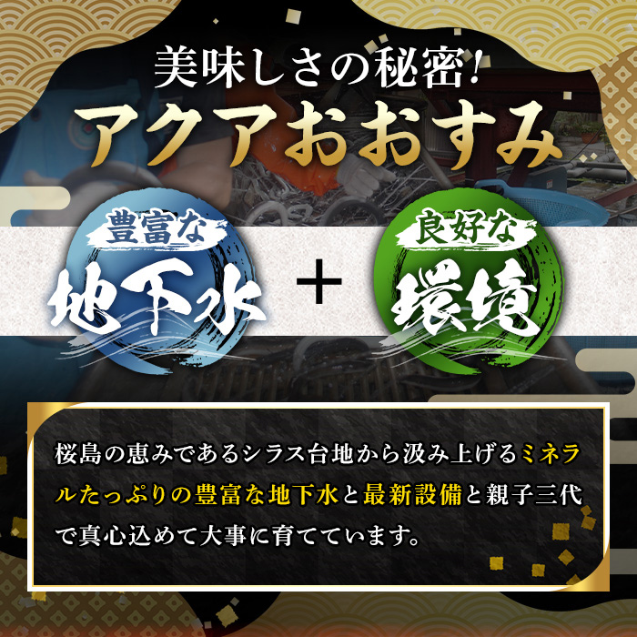 【0124314a-2505】＜5月上旬発送予定＞東串良町のうなぎ蒲焼(無頭)(2尾・計約300g・タレ、山椒付) うなぎ 高級 ウナギ 鰻 国産 蒲焼 蒲焼き たれ 鹿児島 ふるさと 人気 【アクアおおすみ】