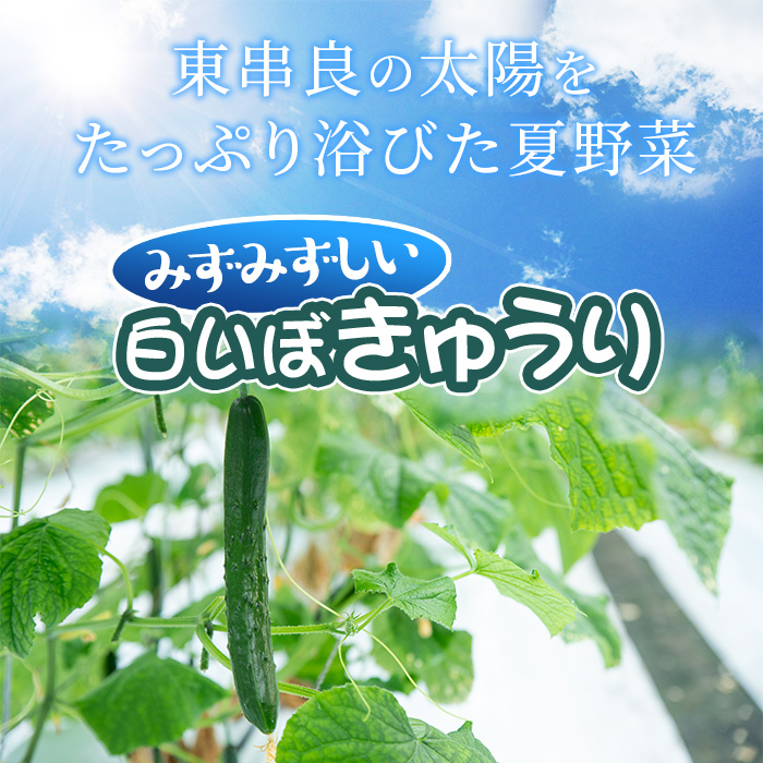 【0082702a】名産地の農家直送！みずみずしい白いぼきゅうり(計2kg) 野菜 やさい 旬 新鮮 サラダ キュウリ 胡瓜【吉ヶ崎農園】