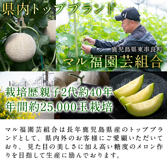 【0191118a】【期間限定・数量限定】＜訳あり＞マル福の高級アールスメロン(2玉・計3.4kg) メロン フルーツ 果物 果実 3キロ 数量限定 期間限定 【マル福園芸組合】