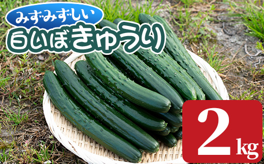 【0082702a】名産地の農家直送！みずみずしい白いぼきゅうり(計2kg) 野菜 やさい 旬 新鮮 サラダ キュウリ 胡瓜【吉ヶ崎農園】