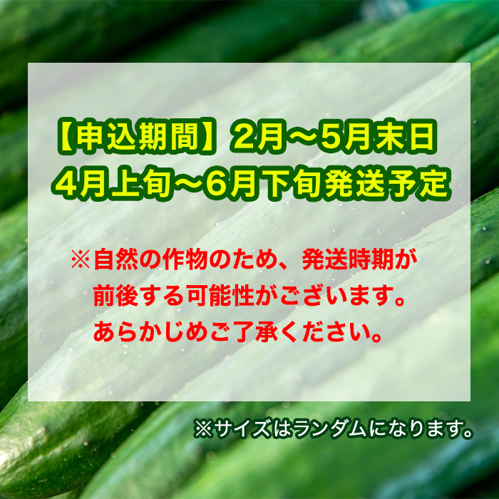 【0113905a】愛情たっぷり！牧内農園の白いぼきゅうり(計5kg・小分けパック) 野菜 やさい サラダ 胡瓜 キュウリ 漬物 ピクルス 小分け 大容量 期間限定 【牧内農園】