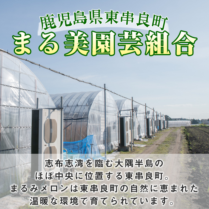 【0222203a】まるまる育ったマスクメロン(2玉・計3.3kg以上) マスクメロン フルーツ 果物 果実 3キロ 数量限定 期間限定【まる美園芸組合】