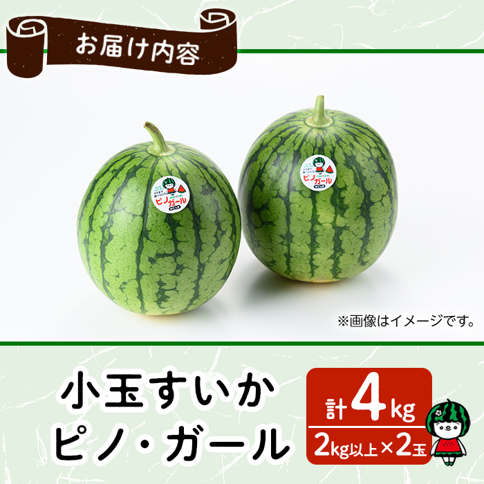 ã0165005aãã2026幎5æä»¥éçºéãå°çãããã»ããã»ã¬ãŒã«(2çã»èš4kg以äž) æç© æå® ãã«ãŒã ã¹ã€ã« ããã¬ãŒã« æ°ééå® æééå®ãå®®å
蟲åã