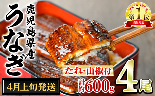 【0264343a-2604】＜4月上旬発送予定＞東串良町のうなぎ蒲焼(無頭)(4尾・計約600g・タレ、山椒付) うなぎ 高級 ウナギ 鰻 国産 蒲焼 蒲焼き たれ 鹿児島 ふるさと 人気 【アクアおおすみ】