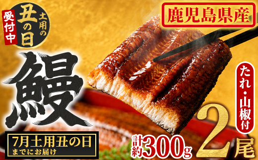 【0104347a-2607】＜土用の丑の日までにお届け＞東串良町のうなぎ蒲焼(無頭)(2尾・計約300g・タレ、山椒付)うなぎ 高級 ウナギ 鰻 丑の日 国産 蒲焼 蒲焼き たれ 国産 九州産 鹿児島県産 ふるさと 人気 【アクアおおすみ】