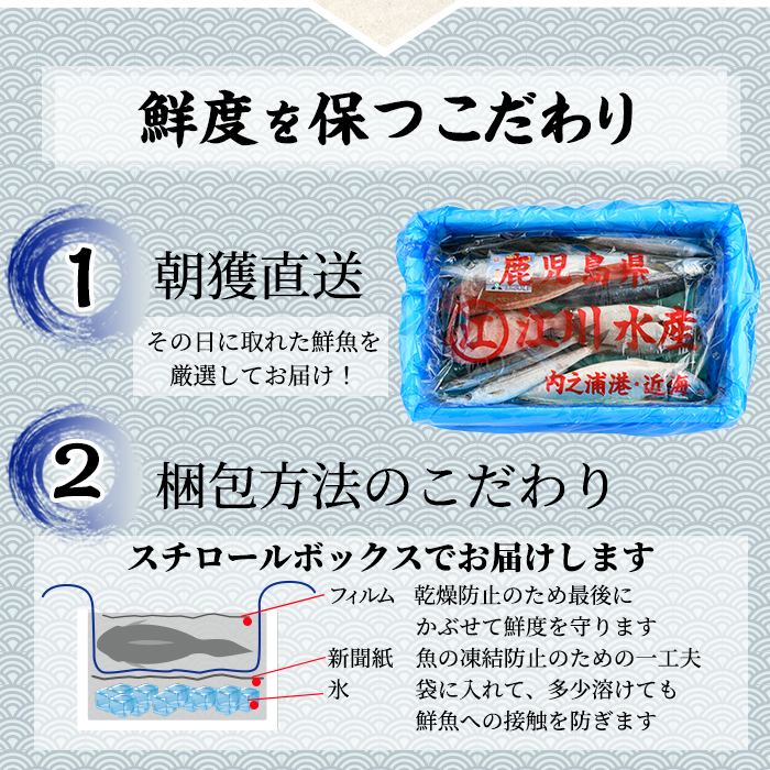 【0103213a】朝獲れ発送！鮮魚問屋が厳選した『鮮魚おためしBOX』(約1kg程度) 魚 魚介類 鮮魚 海鮮 詰め合わせ セット 刺身 天ぷら 煮つけ 塩焼き 鮮魚BOX 【江川商店】