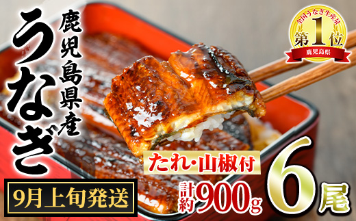 【0304349a-2609】＜9月上旬発送予定＞東串良町のうなぎ蒲焼(無頭)(6尾・計約900g・タレ、山椒付) うなぎ 高級 ウナギ 鰻 国産 蒲焼 蒲焼き たれ 鹿児島 ふるさと 人気 【アクアおおすみ】