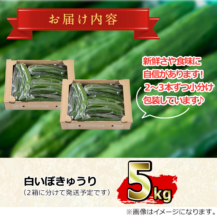 【0113905a】愛情たっぷり！牧内農園の白いぼきゅうり(計5kg・小分けパック) 野菜 やさい サラダ 胡瓜 キュウリ 漬物 ピクルス 小分け 大容量 期間限定 【牧内農園】