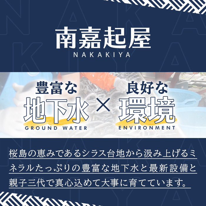 【0085705a】＜おためし＞大隅産鰻の冷凍弁当(冷凍品)(1食分・計240g) うなぎ 高級 ウナギ 鰻 うなぎの蒲焼 蒲焼 国産 ごはん ご飯 お米 おかず 鹿児島 ふるさと レンチン 電子レンジ 【南嘉起屋】