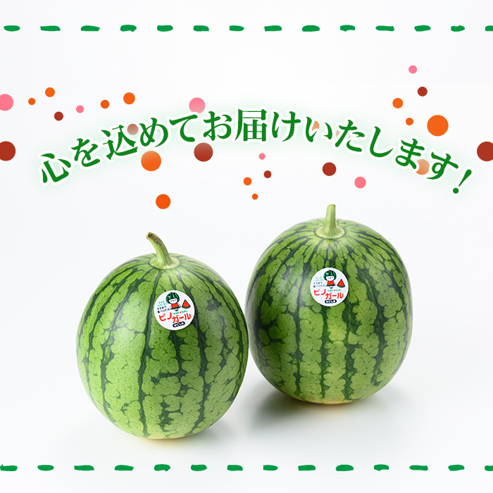 ã0165005aãã2026幎5æä»¥éçºéãå°çãããã»ããã»ã¬ãŒã«(2çã»èš4kg以äž) æç© æå® ãã«ãŒã ã¹ã€ã« ããã¬ãŒã« æ°ééå® æééå®ãå®®å
蟲åã