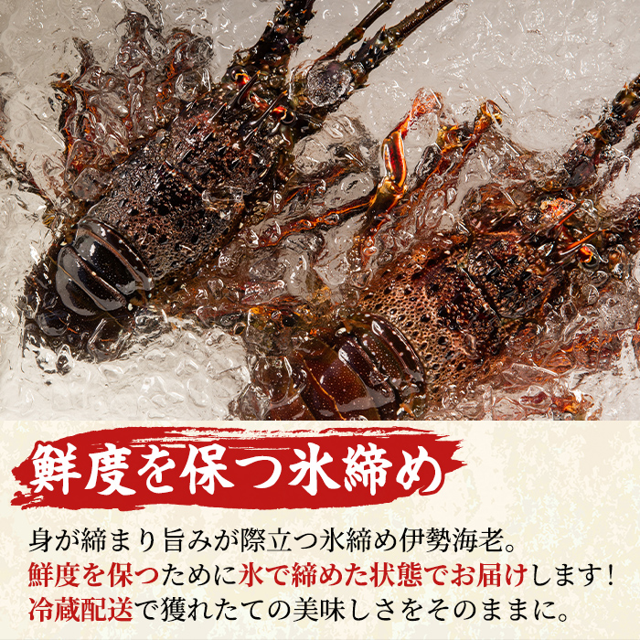 【0173208a】＜訳あり＞朝獲れ発送！鮮魚問屋が厳選した氷締め伊勢海老(1～2尾・総量500g以上) 伊勢エビ 伊勢えび 刺身 さしみ えび 海老 魚介類 海鮮 刺身 塩焼き 訳あり 訳アリ 【江川商店】