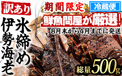 【0173208a】＜訳あり＞朝獲れ発送！鮮魚問屋が厳選した氷締め伊勢海老(1～2尾・総量500g以上) 伊勢エビ 伊勢えび 刺身 さしみ えび 海老 魚介類 海鮮 刺身 塩焼き 訳あり 訳アリ 【江川商店】