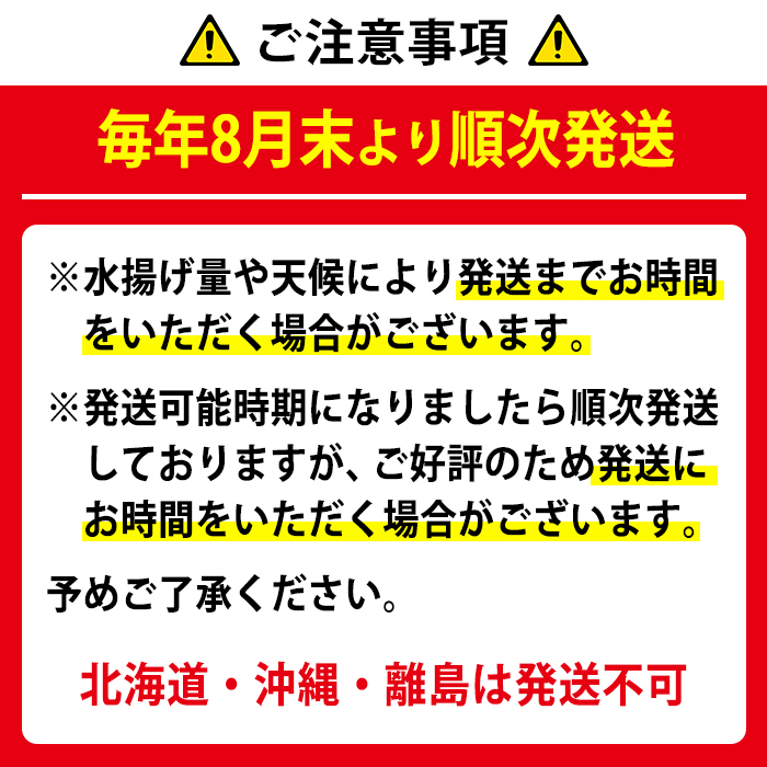 【0343207a】＜訳あり＞朝獲れ発送！鮮魚問屋が厳選した氷締め伊勢海老(2尾・総量1kg以上) えび 魚介類 海鮮 刺身 塩焼き【江川商店】