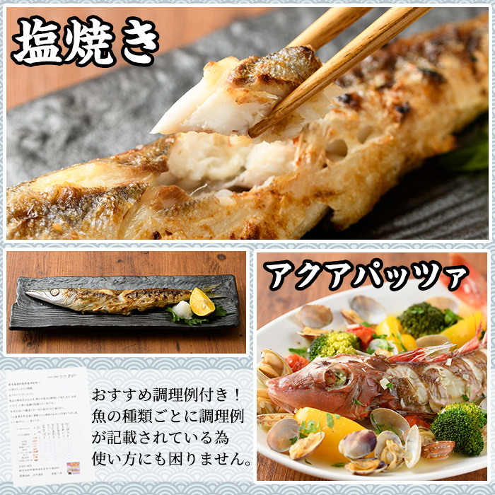 【0103213a】朝獲れ発送！鮮魚問屋が厳選した『鮮魚おためしBOX』(約1kg程度) 魚 魚介類 鮮魚 海鮮 詰め合わせ セット 刺身 天ぷら 煮つけ 塩焼き 鮮魚BOX 【江川商店】