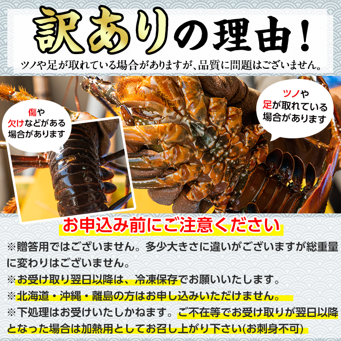 【0173208a】＜訳あり＞朝獲れ発送！鮮魚問屋が厳選した氷締め伊勢海老(1～2尾・総量500g以上) 伊勢エビ 伊勢えび 刺身 さしみ えび 海老 魚介類 海鮮 刺身 塩焼き 訳あり 訳アリ 【江川商店】