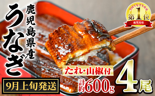 【0204348a-2609】＜9月上旬発送予定＞東串良町のうなぎ蒲焼(無頭)(4尾・計約600g・タレ、山椒付) うなぎ 高級 ウナギ 鰻 国産 蒲焼 蒲焼き たれ 鹿児島 ふるさと 人気 【アクアおおすみ】