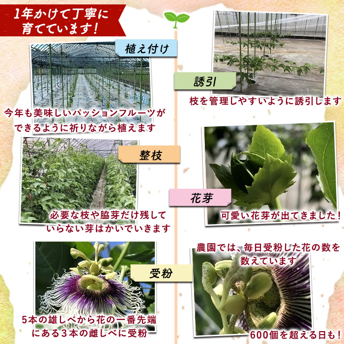 ã0105302aãããã¡ãã蟲åã®ããã·ã§ã³ãã«ãŒã(1.2kg以äž) ãã«ãŒã æç© æå® 1ãã æééå®ãããã¡ãã蟲åã