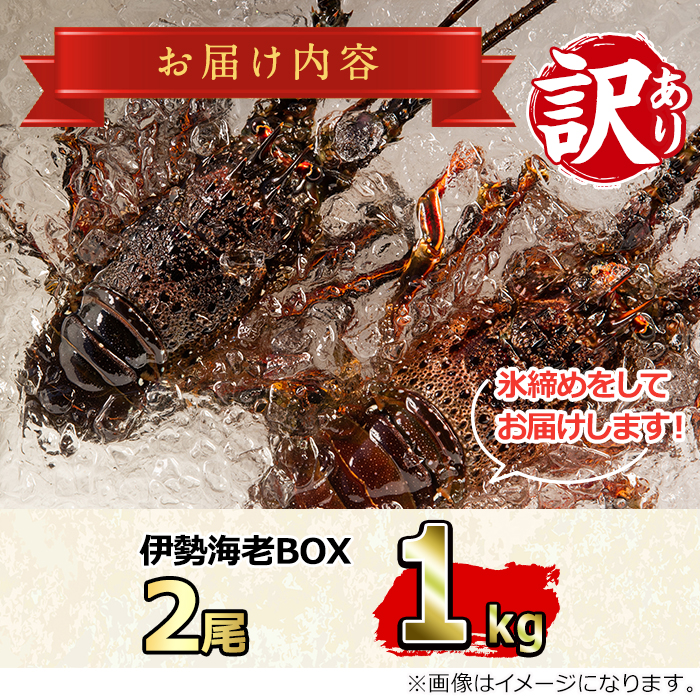 【0343207a】＜訳あり＞朝獲れ発送！鮮魚問屋が厳選した氷締め伊勢海老(2尾・総量1kg以上) えび 魚介類 海鮮 刺身 塩焼き【江川商店】