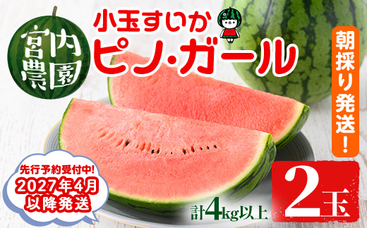 【0165005a】《2027年4月以降発送》小玉すいか・ピノ・ガール(2玉・計4kg以上) 果物 果実 フルーツ スイカ ピノガール 数量限定 期間限定 【宮内農園】
