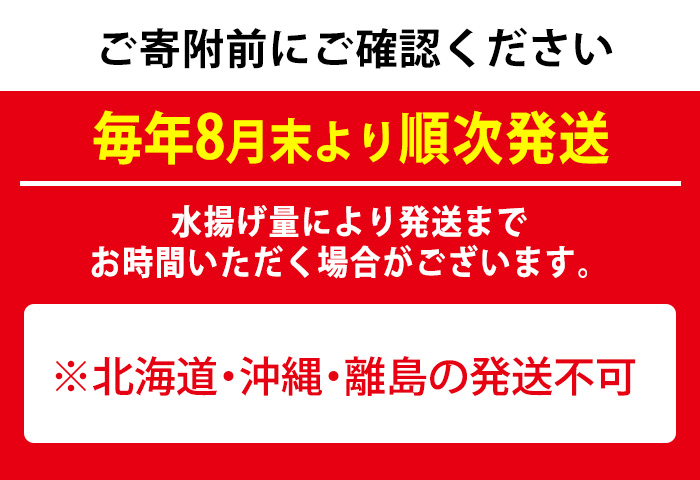 【0303202a】＜訳あり＞朝獲れ発送！鮮魚問屋が厳選した氷締め伊勢海老(2尾・総量1kg以上)えび 魚介類 海鮮 刺身 塩焼き【江川商店】