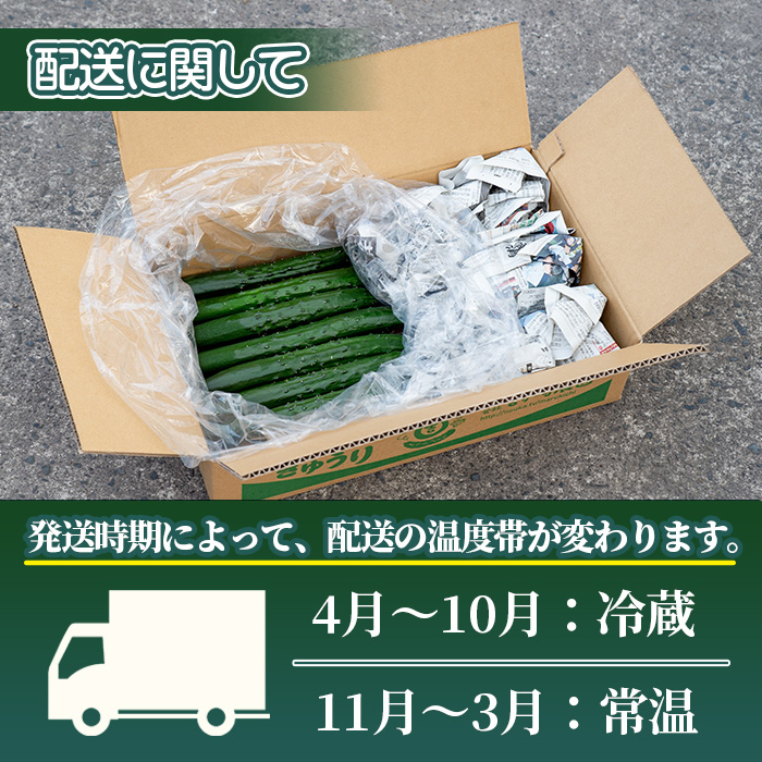 【0082702a】名産地の農家直送！みずみずしい白いぼきゅうり(計2kg) 野菜 やさい 旬 新鮮 サラダ キュウリ 胡瓜【吉ヶ崎農園】