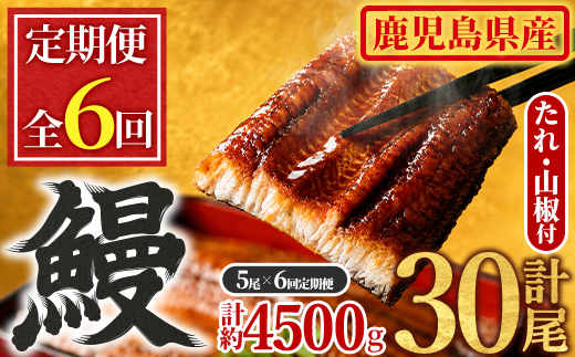 【1504304b】＜定期便・全6回＞東串良町のうなぎ蒲焼(無頭)(5尾・計約750g・タレ、山椒付×6回)うなぎ 高級 ウナギ 鰻 国産 蒲焼 蒲焼き たれ 鹿児島 ふるさと 人気【アクアおおすみ】