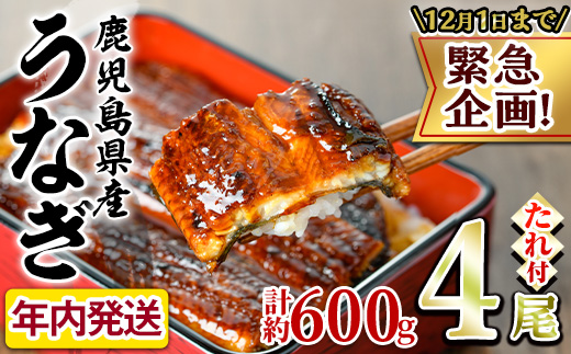 【0234317a】【緊急企画！数量限定】鰻の蒲焼(無頭)(4尾・計約600g・タレ、山椒付) うなぎ ウナギ 鰻 国産 蒲焼 蒲焼き たれ 鹿児島 ふるさと 人気 支援【アクアおおすみ】