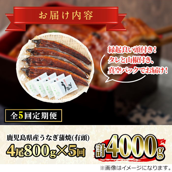 【150904b】＜定期便・全5回＞大隅産うなぎの蒲焼 (計約4000g(約200g×4尾)×5回・有頭) うなぎ 高級 ウナギ 鰻 国産 蒲焼 蒲焼き たれ 鹿児島【永峯うなぎ店】