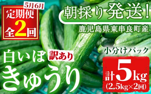 【0133903b】＜訳あり＞＜定期便・全2回(5月・6月)＞愛情たっぷり！牧内農園の白いぼきゅうり(2.5kg×2回) 不揃い 規格外 野菜 やさい 旬 新鮮 サラダ キュウリ 胡瓜 【牧内農園】