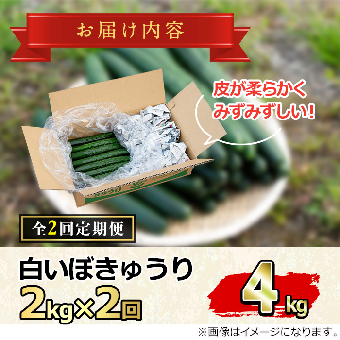 【0152702b】＜定期便・全2回＞名産地の農家直送！みずみずしい白いぼきゅうり(計4g・2kg×2回) 野菜 やさい 旬 新鮮 サラダ キュウリ 胡瓜【吉ヶ崎農園】