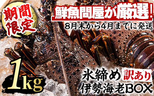 【0303202a】＜訳あり＞朝獲れ発送！鮮魚問屋が厳選した氷締め伊勢海老(2尾・総量1kg以上)えび 魚介類 海鮮 刺身 塩焼き【江川商店】