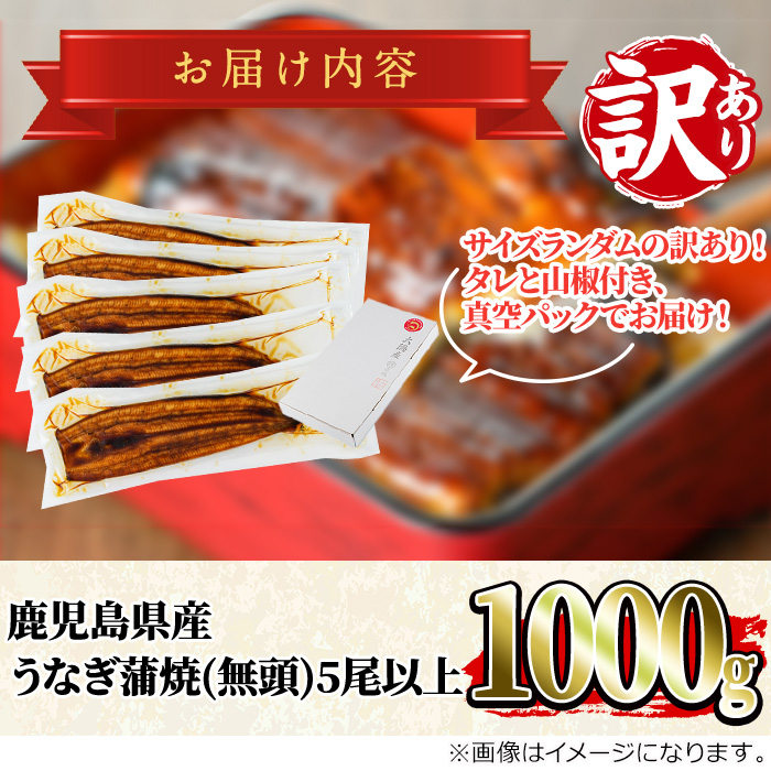 【0304313a】＜訳あり＞東串良町のうなぎ蒲焼(無頭)(5尾以上・計約1kg・タレ、山椒付) うなぎ 高級 ウナギ 鰻 国産 蒲焼 蒲焼き たれ 鹿児島 ふるさと 人気【アクアおおすみ】