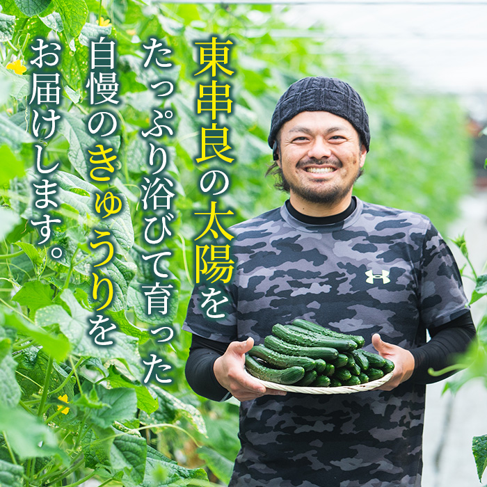 【0082702a】名産地の農家直送！みずみずしい白いぼきゅうり(計2kg) 野菜 やさい 旬 新鮮 サラダ キュウリ 胡瓜【吉ヶ崎農園】