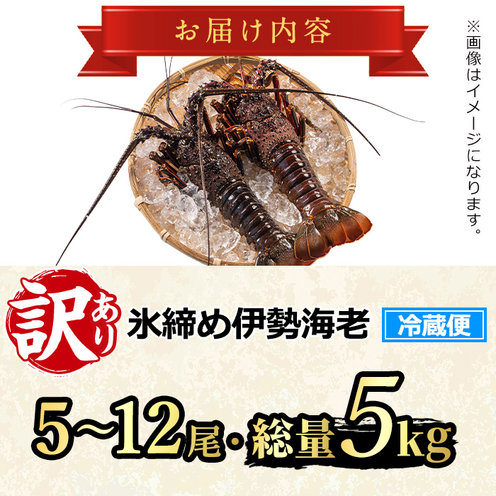 【1683212a】＜訳あり＞朝獲れ発送！鮮魚問屋が厳選した氷締め伊勢海老(5～12尾・総量5kg以上) 伊勢エビ 伊勢えび 刺身 さしみ えび 海老 魚介類 海鮮 刺身 塩焼き 訳あり 訳アリ 【江川商店】