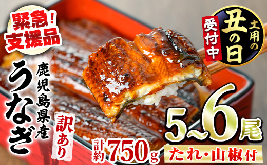 【0184359a-2607】＜土用丑の日までにお届け＞【緊急支援品】＜訳あり＞鰻の蒲焼き(無頭)(5～6尾・計約750g・タレ、山椒付) うなぎ ウナギ 鰻 国産 蒲焼 蒲焼き たれ 鹿児島 ふるさと 人気 支援 【アクアおおすみ】