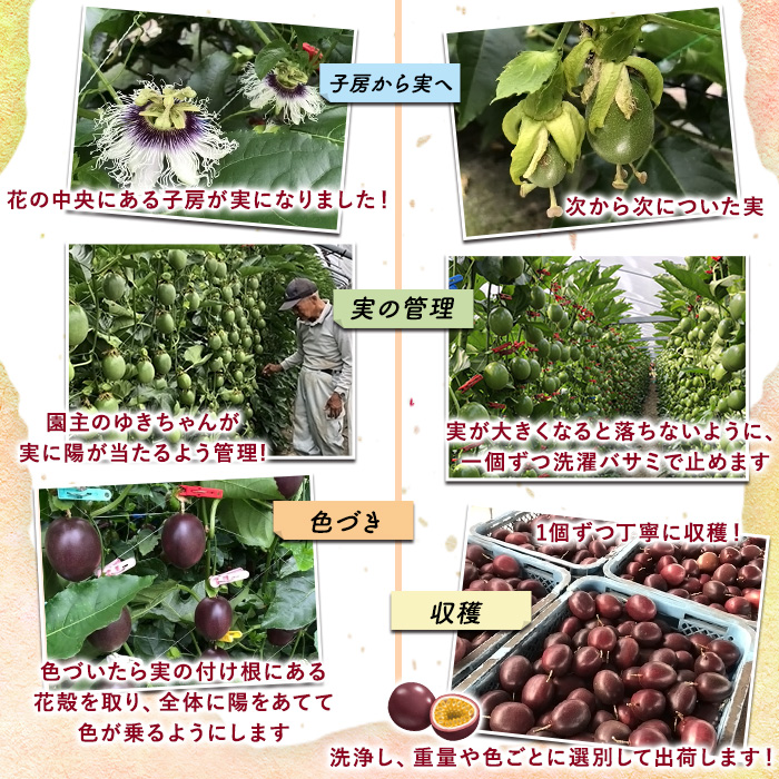 ã0105302aãããã¡ãã蟲åã®ããã·ã§ã³ãã«ãŒã(1.2kg以äž) ãã«ãŒã æç© æå® 1ãã æééå®ãããã¡ãã蟲åã