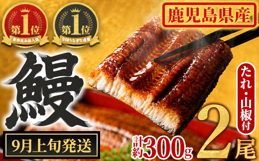 【0104347a-2609】＜9月上旬発送予定＞東串良町のうなぎ蒲焼(無頭)(2尾・計約300g・タレ、山椒付) うなぎ 高級 ウナギ 鰻 国産 蒲焼 蒲焼き たれ 鹿児島 ふるさと 人気 【アクアおおすみ】