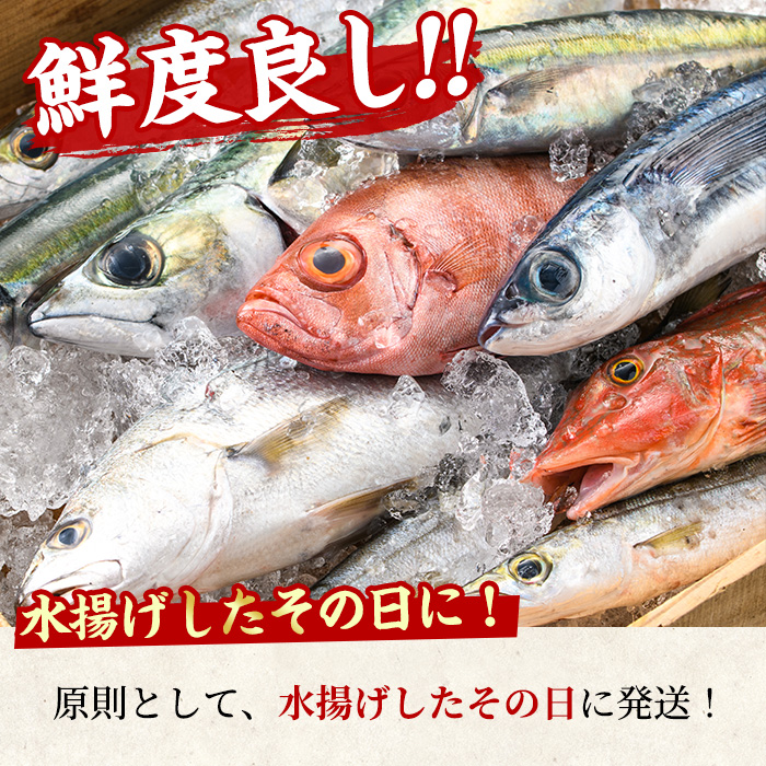 【0203205a】鮮度が命！鮮魚問屋が厳選した『天然真鯛』(1-2尾・総量1.5kg以上)魚 魚介類 鮮魚 海鮮 煮つけ 塩焼き【江川商店】