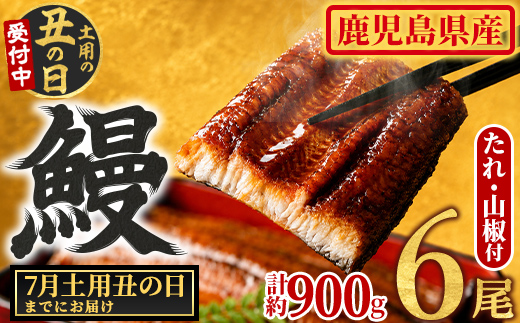 【0304349a-2607】＜土用の丑の日までにお届け＞東串良町のうなぎ蒲焼(無頭)(6尾・計約900g・タレ、山椒付) うなぎ 高級 ウナギ 鰻 国産 蒲焼 蒲焼き たれ 鹿児島 ふるさと 人気 丑の日 【アクアおおすみ】