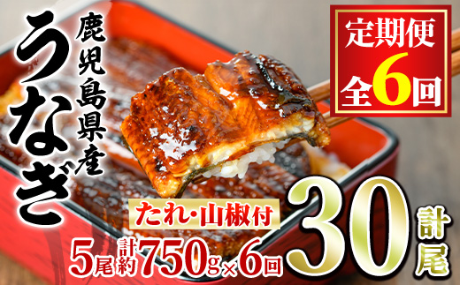 【1504304b】＜定期便・全6回＞東串良町のうなぎ蒲焼(無頭)(5尾・計約750g・タレ、山椒付×6回)うなぎ 高級 ウナギ 鰻 国産 蒲焼 蒲焼き たれ 鹿児島 ふるさと 人気【アクアおおすみ】
