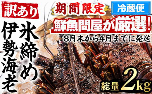 【0683209a】＜訳あり＞朝獲れ発送！鮮魚問屋が厳選した氷締め伊勢海老(2～5尾・総量2kg以上) 伊勢エビ 伊勢えび 刺身 さしみ えび 海老 魚介類 海鮮 刺身 塩焼き 訳あり 訳アリ 【江川商店】