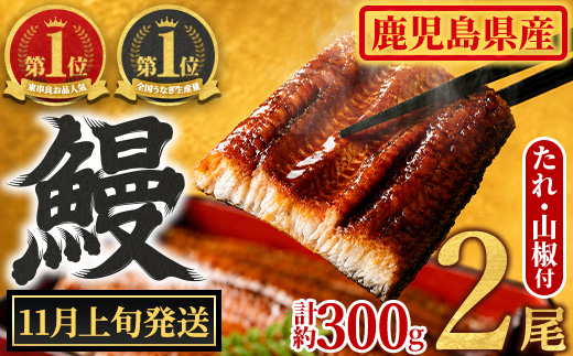 【0104347a-2611】＜11月上旬発送予定＞東串良町のうなぎ蒲焼(無頭)(2尾・計約300g・タレ、山椒付) うなぎ 高級 ウナギ 鰻 国産 蒲焼 蒲焼き たれ 鹿児島 ふるさと 人気【アクアおおすみ】