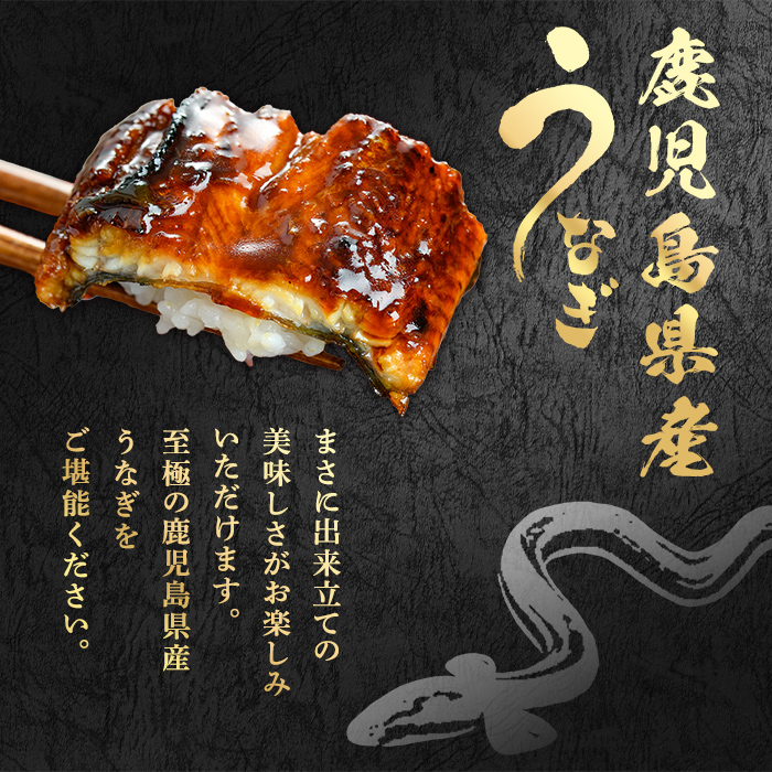 【0134332a-2607】＜土用の丑の日までにお届け＞東串良町のうなぎ蒲焼(無頭)(2尾・計約300g・タレ、山椒付)うなぎ 高級 ウナギ 鰻 丑の日 国産 蒲焼 蒲焼き たれ 国産 九州産 鹿児島県産 ふるさと 人気 【アクアおおすみ】