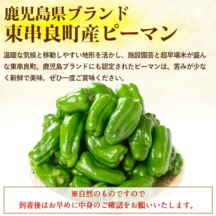 【0085929a】＜期間限定＞物産館おススメ！東串良町産 朝採れピーマン(1.5kg) ピーマン 野菜 やさい ぴーまん 新鮮 常温 常温保存 【東串良物産館ルピノンの里】