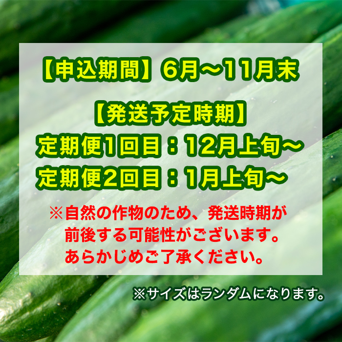 【0133902b】＜訳あり＞＜定期便・全2回(12月・1月)＞愛情たっぷり！牧内農園の白いぼきゅうり(2.5kg×2回) 不揃い 規格外 野菜 やさい 旬 新鮮 サラダ キュウリ 胡瓜【牧内農園】