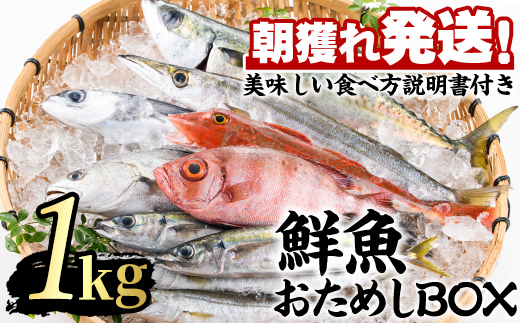 【0103213a】朝獲れ発送！鮮魚問屋が厳選した『鮮魚おためしBOX』(約1kg程度) 魚 魚介類 鮮魚 海鮮 詰め合わせ セット 刺身 天ぷら 煮つけ 塩焼き 鮮魚BOX 【江川商店】