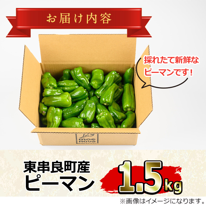 【0085929a】＜期間限定＞物産館おススメ！東串良町産 朝採れピーマン(1.5kg) ピーマン 野菜 やさい ぴーまん 新鮮 常温 常温保存 【東串良物産館ルピノンの里】