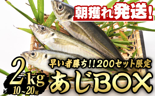 【0193206a】＜数量限定＞鮮度が命！鮮魚問屋が厳選した『早い者勝ち！！200個限定あじBOX』(10～20尾・総量2kg) アジ 鯵 魚 魚介類 鮮魚 海鮮 煮つけ 塩焼き フライ【江川商店】